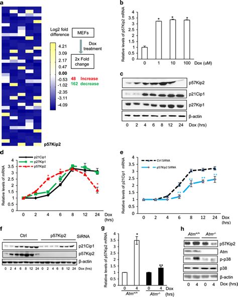 Genotoxic Stress Leads To Atm Dependent P57Kip2 Upregulation A A