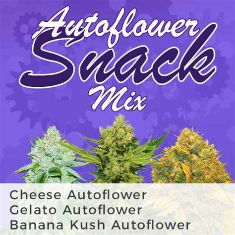 Autoflower Strains For A Big Appetite Auto Snack Mix Pack