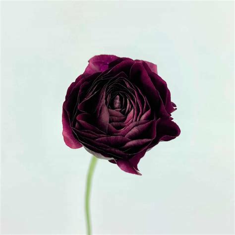 Ranunculus Burgundy Wholesale Bulk Flowers Cascade Floral