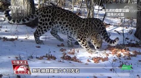 東北虎豹數量逐漸增加，國家公園照亮虎豹「回鄉」之路 每日頭條