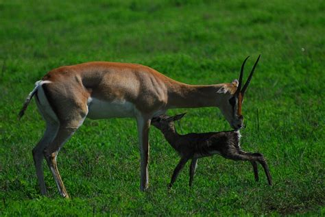 Gazelle Baby Nature - Free photo on Pixabay