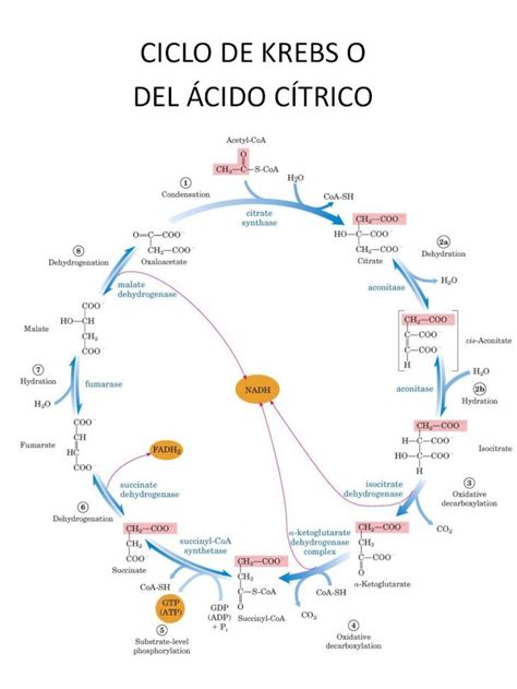 Pdf Ciclo De Krebs O Del Cido C Trico Inicio Ciclo De Krebs O