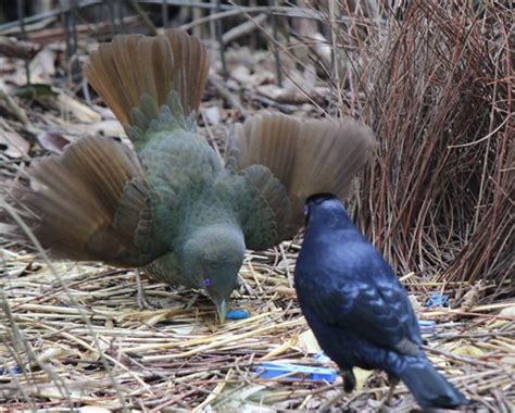 The Female Satin Bowerbird Bows In The Front Of The Bower Fanning Her