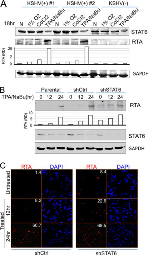 Inhibition Of Stat Expression Contributes To Reactivation Of Kshv