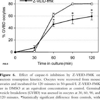 Localization Of Lamin A C In Adult Mouse Ovary Immunohistochemistry Of