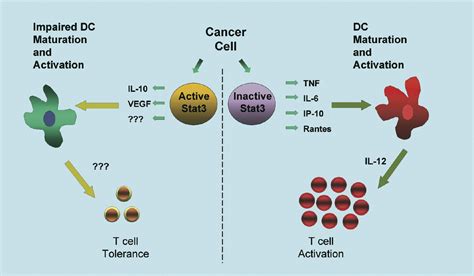 Inactivation Of Stat3 In Tumor Cells Cancer Cell