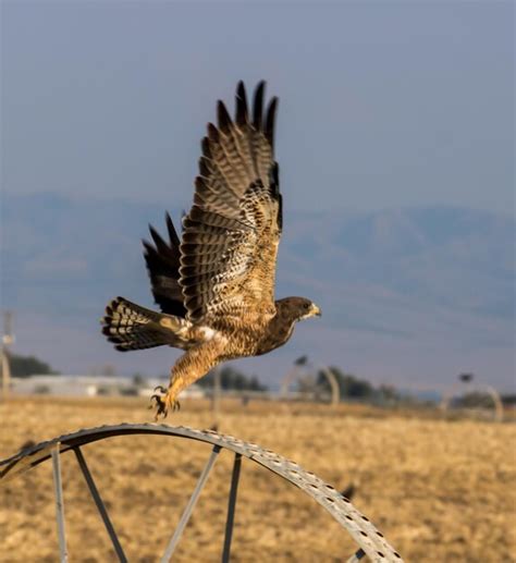 Premium Photo Red Tailed Hawk Spreading Its Wings To Take Off From A