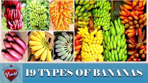 19 Types Of Bananas Different Types Of Bananas In The World Common