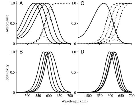 Modelling Of The Shift In Spectral Sensitivity Induced By Photoreceptor