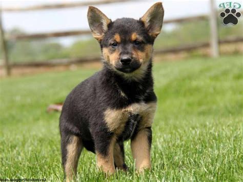 Chihuahua Shepherd Mix Puppies | PETSIDI