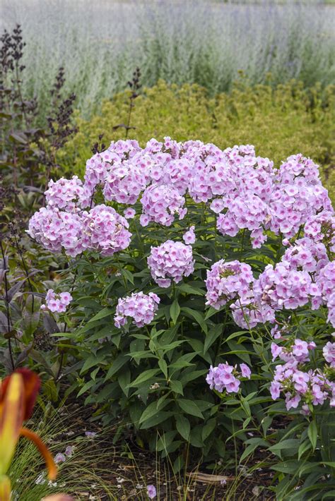 Luminary® 'Opalescence' - Tall Garden Phlox - Phlox paniculata | Proven ...