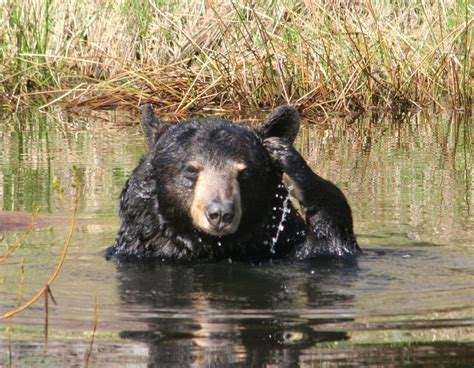 Beloved North Island Wildlife Recovery Centre bear passes away, leaves ...