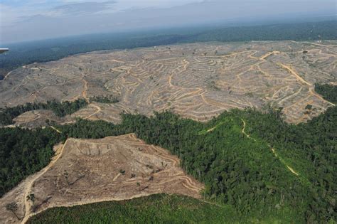 Battling Deforestation In Indonesia, One Firm At A Time | WJCT NEWS