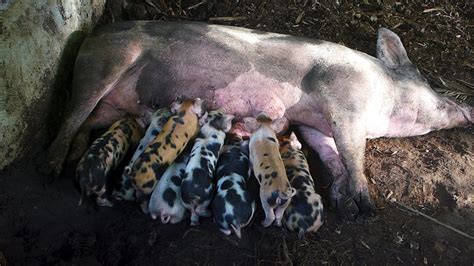 Piglet Crushing Understanding And Managing Duckduckbro