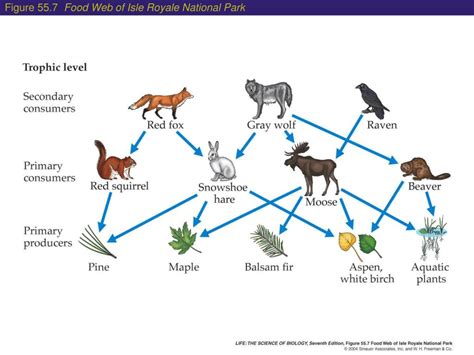 Ppt Communities And Ecosystems Powerpoint Presentation Free Download Id 3567437