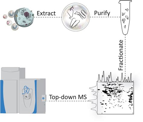 Schematic Of A Generalized Topdown Workflow For Deep Proteome