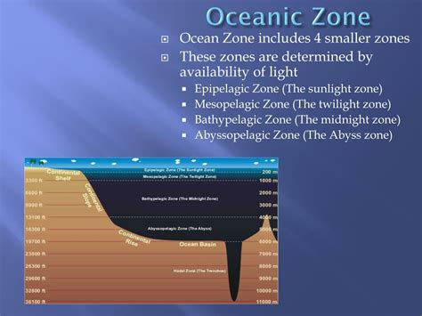 Ppt Ocean Zones Powerpoint Presentation Free Download Id1995792