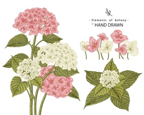 Premium Vector Hydrangea Flower