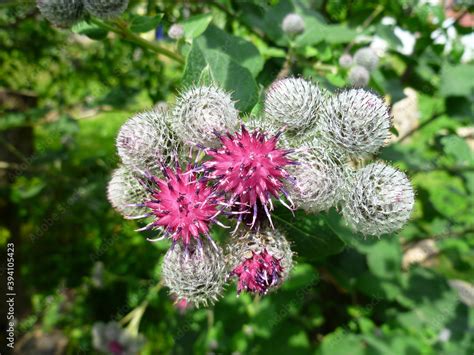 Burdock Thorny Purple Flower Green Buds And Leaves In Herbal Garden