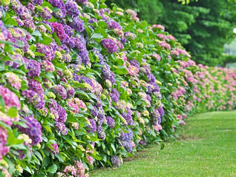 Are Hydrangeas Poisonous Plants Plant Index