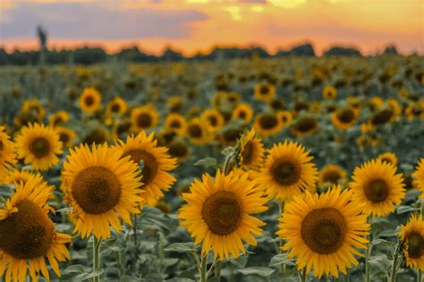 20 Must-See Sunflower Fields in Kansas [Summer/Autumn 2023]