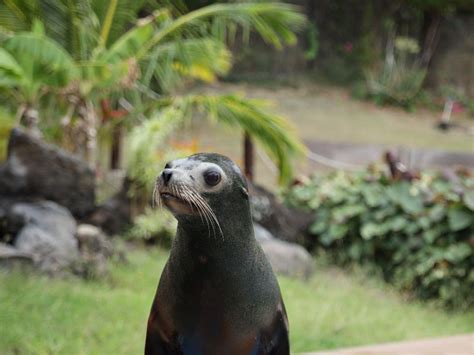 Sea Lion Habitat on Oahu Island | Sea Life Park Hawaii