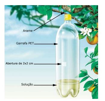 Aprenda A Fazer Armadilha Para Controle De Mosca Das Frutas