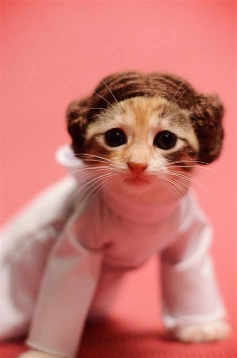 Arent You A Little Short To Be A Stormtrooper Cute Cats Pet