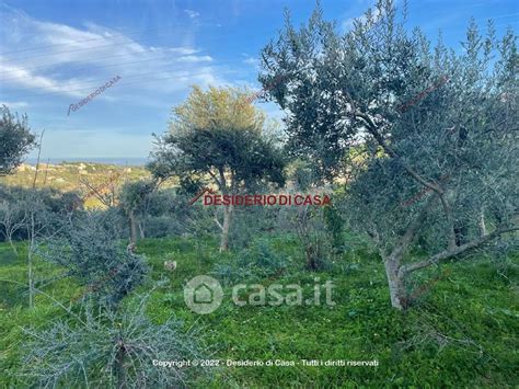 Terreni Agricoli In Vendita A Bagheria In Zona Torre Amalfitano Casa It