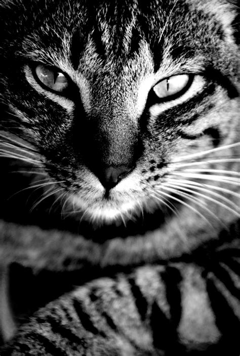 Black And White Animal Photography | Amazing Wallpapers