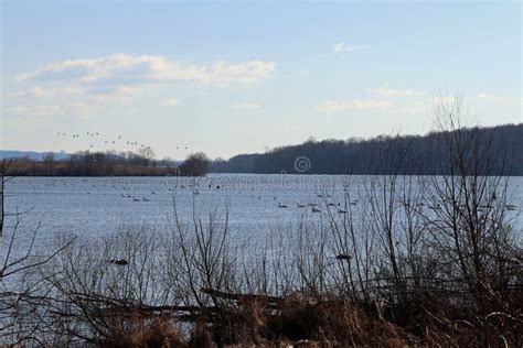 Middle Creek Wildlife Management Area Stock Image - Image of wings ...