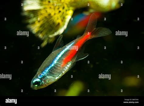 neon tetra 2 Stock Photo - Alamy