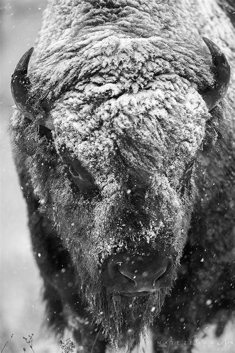 Bison in Snow | American Bison (Bison bison) - Yellowstone National ...