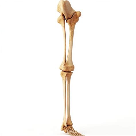 Femur Anatomy Diagram Images Free Download On Freepik