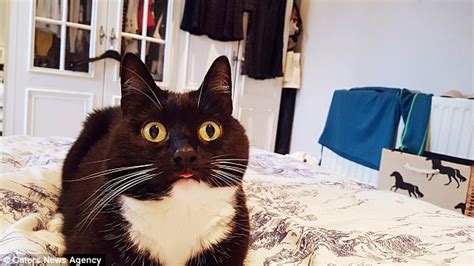 London kitten looks like she's permanently surprised | Daily Mail Online 