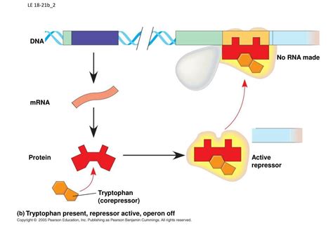 Gene Expression Control Transcription Factors And Micrornas