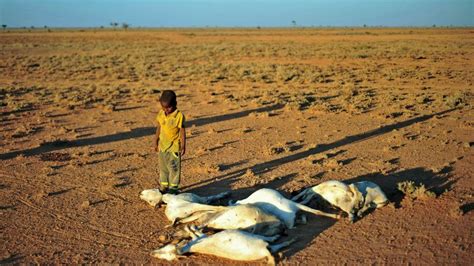 Somalie 110 décès en 48 heures à cause de la sécheresse RTBF Actus