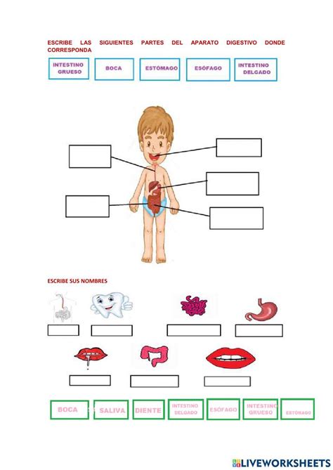 Aparato Digestivo Interactive Worksheet For 3º Live Worksheets