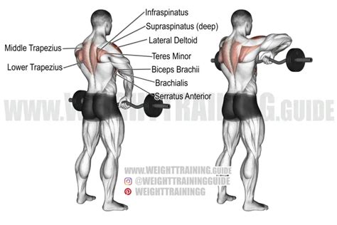 Best Shoulder Exercises For Great Results Weight Training Guide