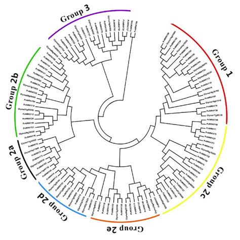 Phylogenetic Tree Of Pvwrky Proteins And Homologous Soybean Wrky