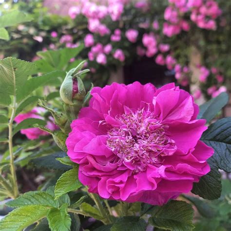 Rugosa Roses: Varieties, Care, And More - SONG OF ROSES