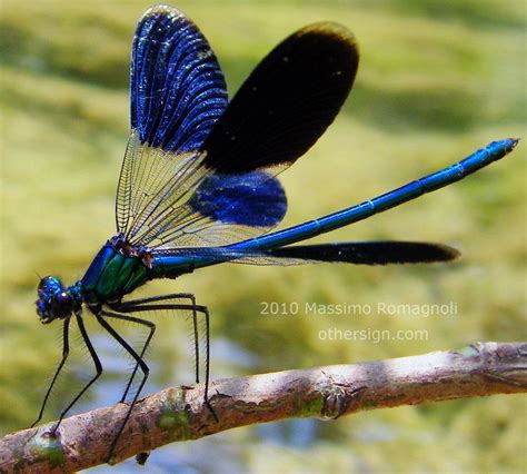 Blue Winged Damselfly Photo By Massimo Romagnoli Near The Santerno