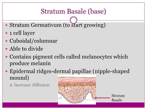 The Integumentary System Ppt Download