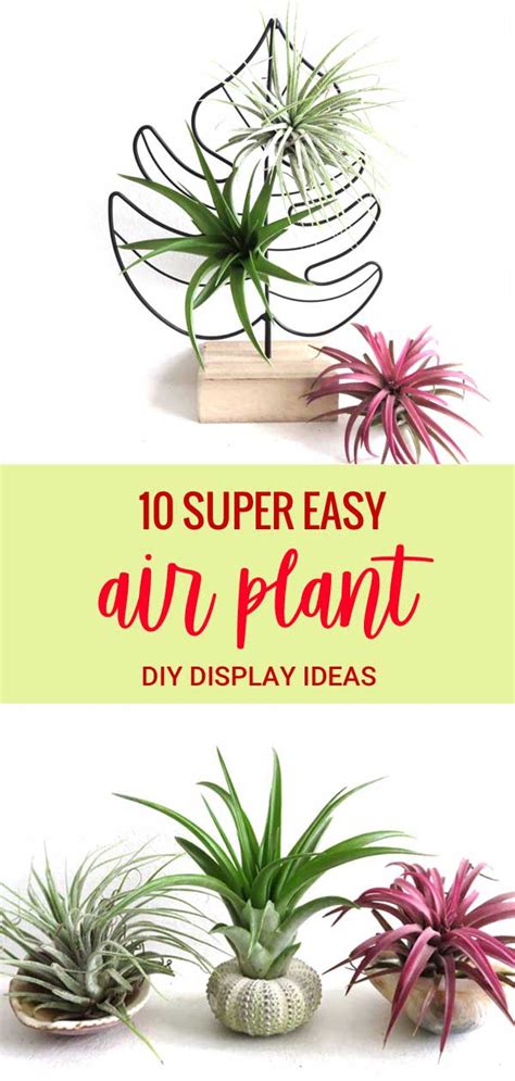 Where to Grow your Air Plants - 10 Easy and Creative Display Ideas