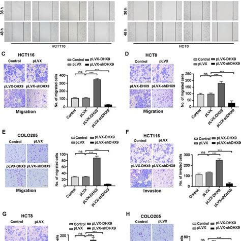 Dhx9 Mediates The Activation Of Nf κb Signal Pathway In Colorectal Download Scientific Diagram