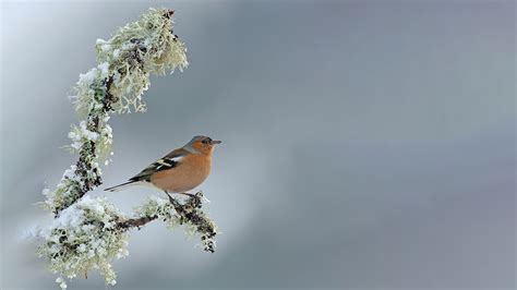 British Finches Identification Guide And Songs Woodland Trust