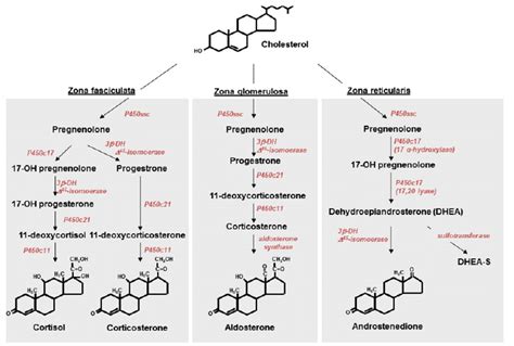 Synthesis Of Steroid Hormones In The Adrenal Cortex Synthesis Of The