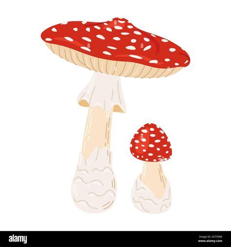 Fly Agaric Red Poison Mushrooms Big And Small Mushroom Hand Drawn Amanita Muscaria