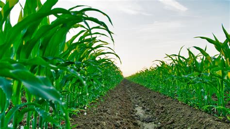 Here Are Five Interesting Bits About Silage Corn Agnote