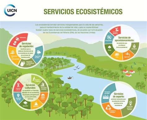 Servicios ecosistémicos haciendo posible la vida Educacion ambiental